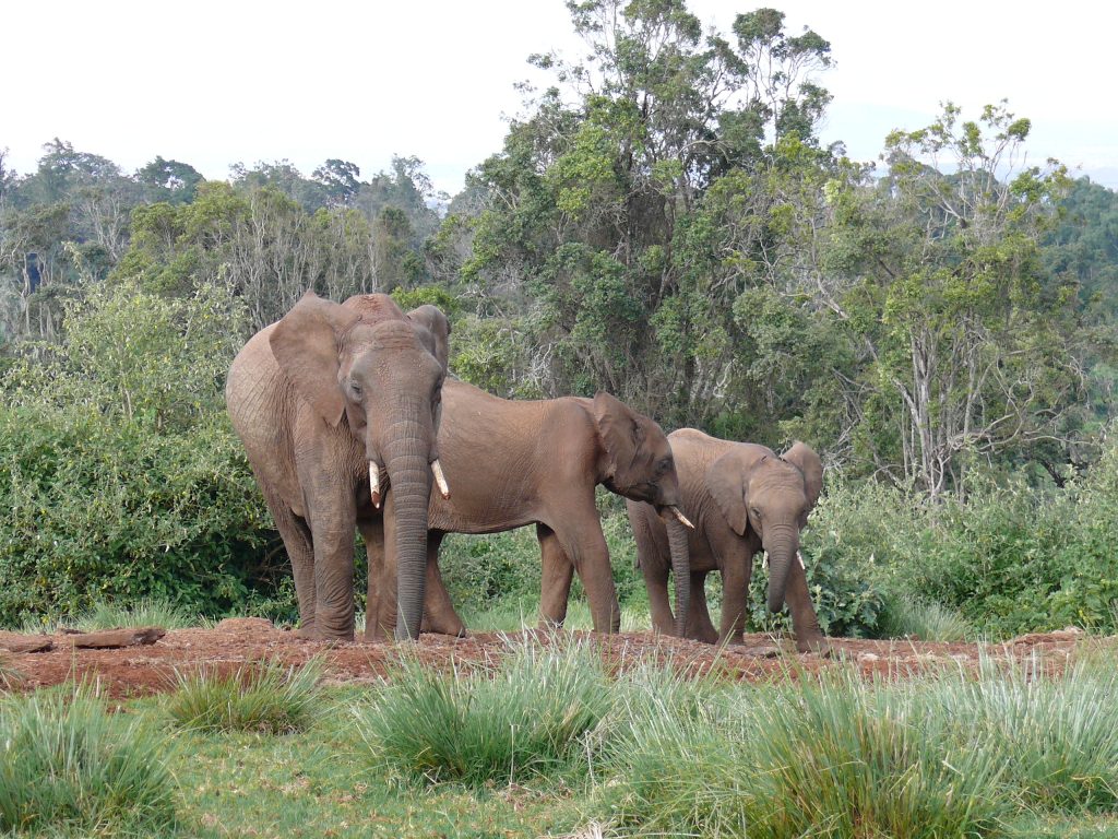 Serengeti National park