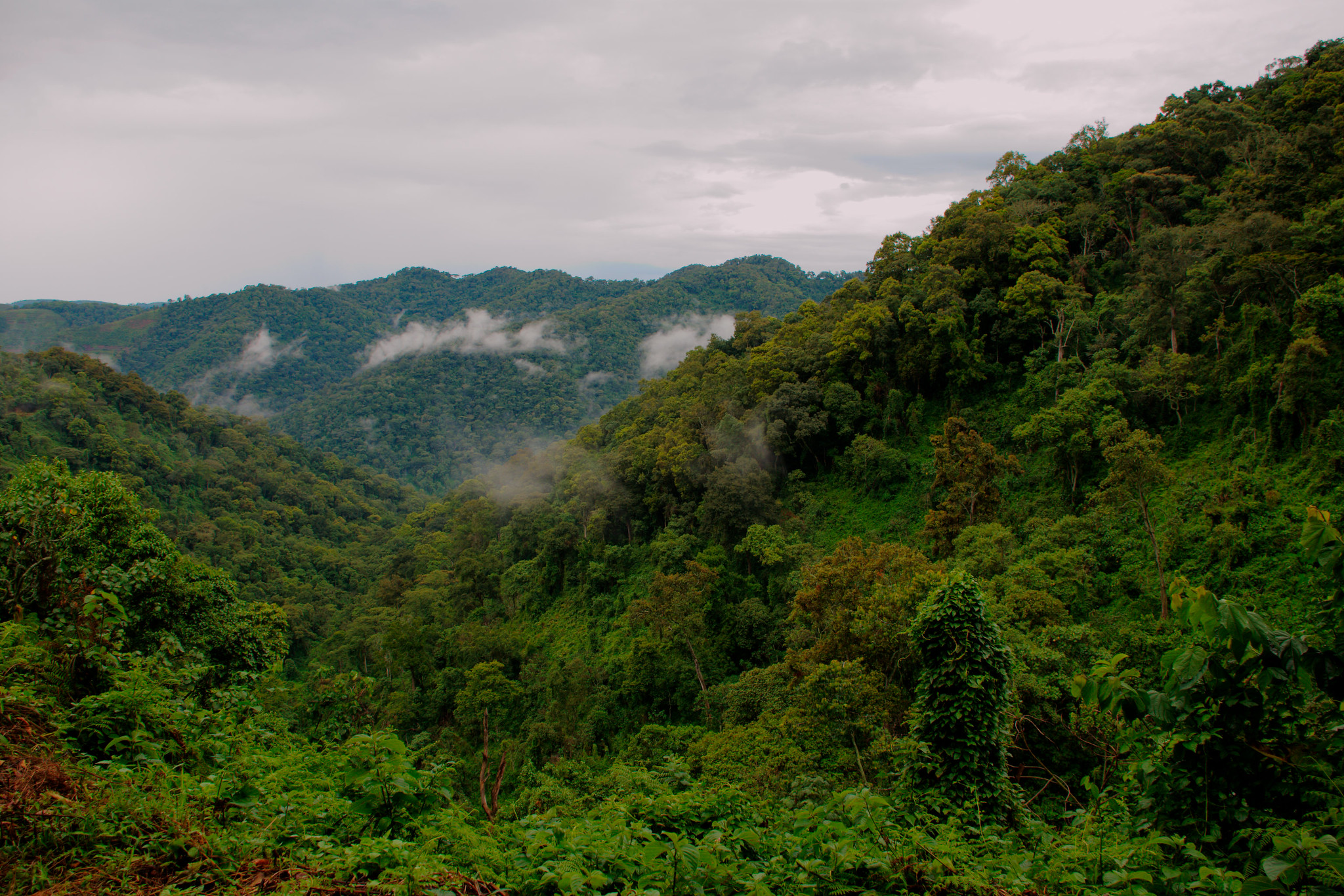 Bwindi Forest park