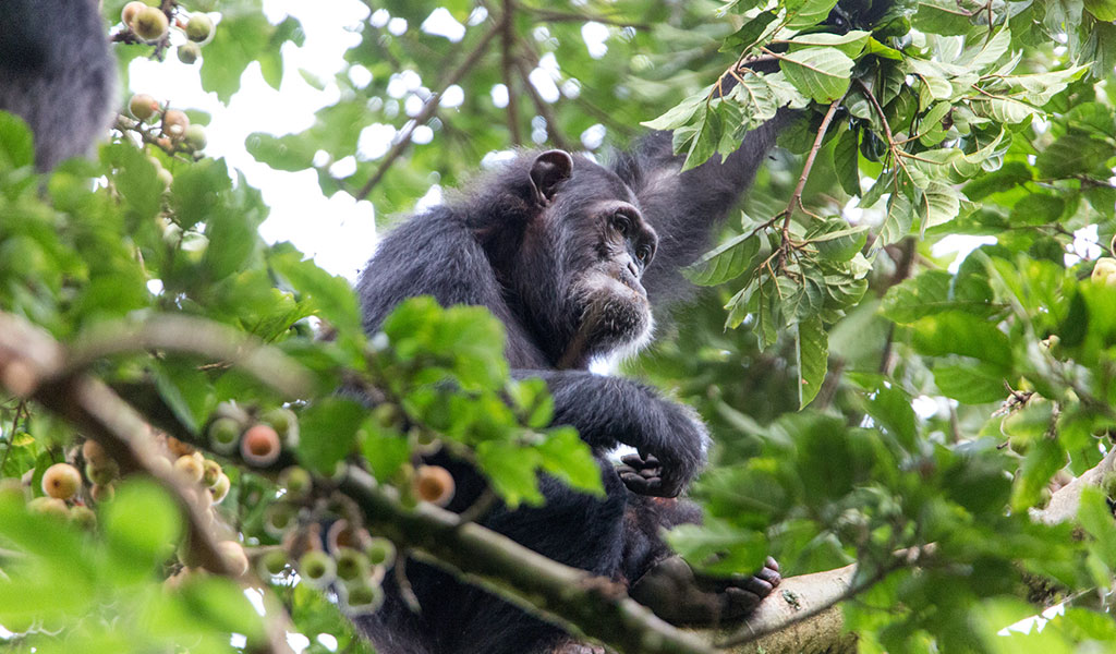 5 Days Rwanda Gorillas & Chimpanzee Safari