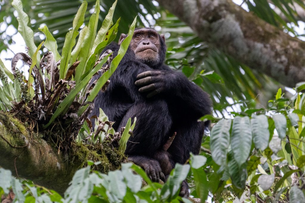 4 Days Kibale Forest & Birding trip