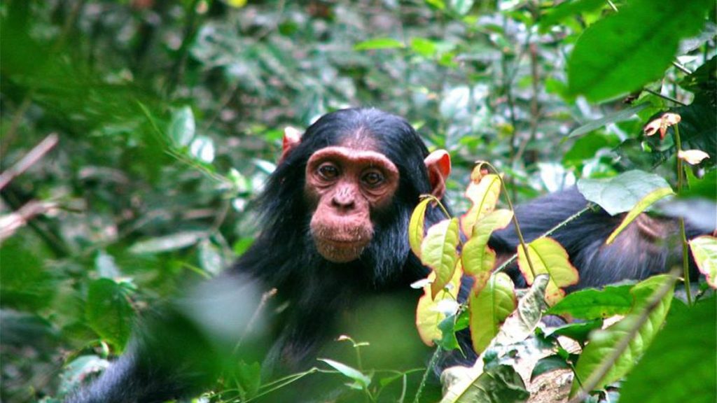 Rwanda gorillas