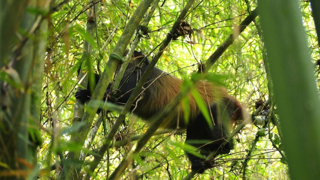 3 Days Rwanda gorillas & golden monkey trekking