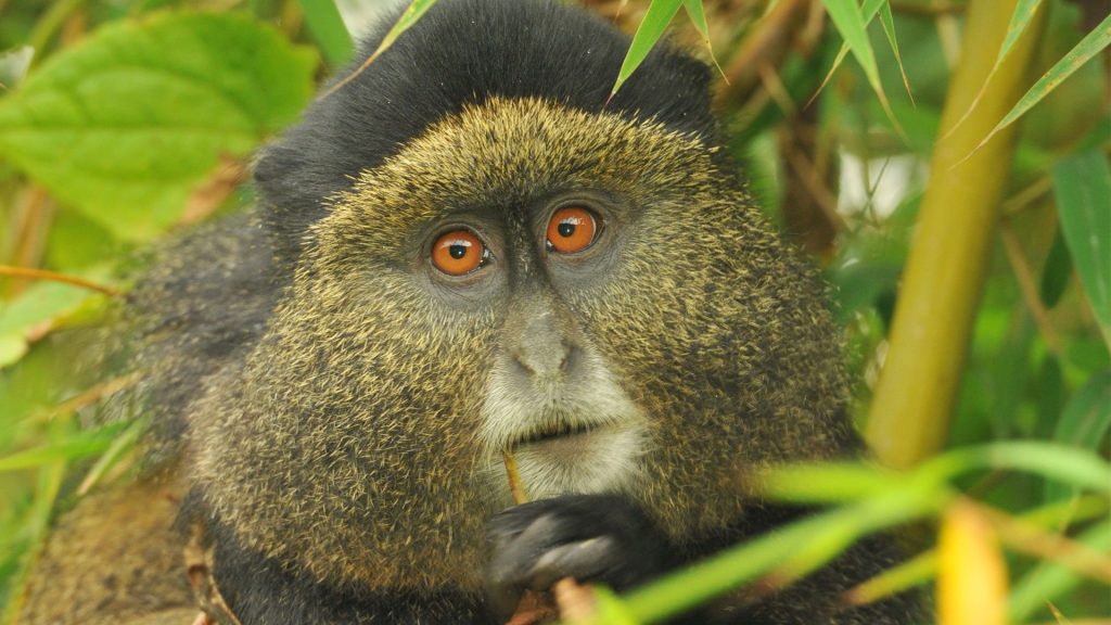 3 Days Rwanda gorilla safari