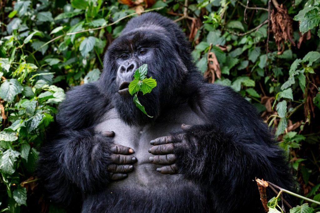 4 Days Uganda gorilla safari