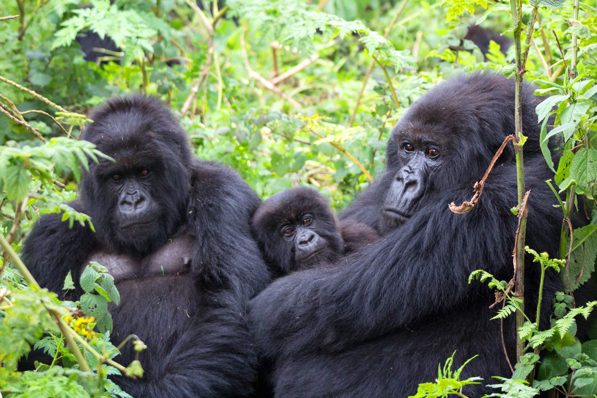5 Days Rwanda primates safari