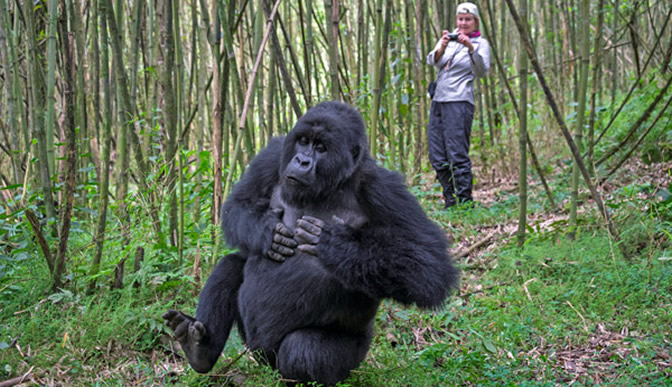 5 Days Rwanda gorillas & chimpanzee safari