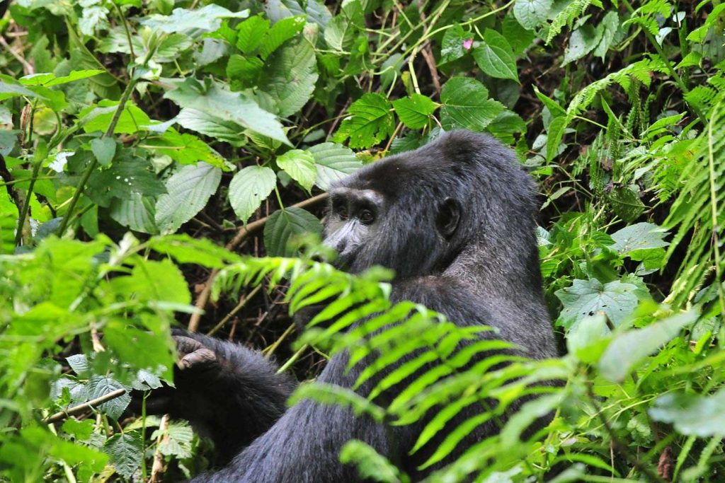 Sarania Adventure Safaris