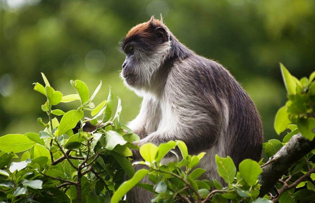 Uganda National Parks