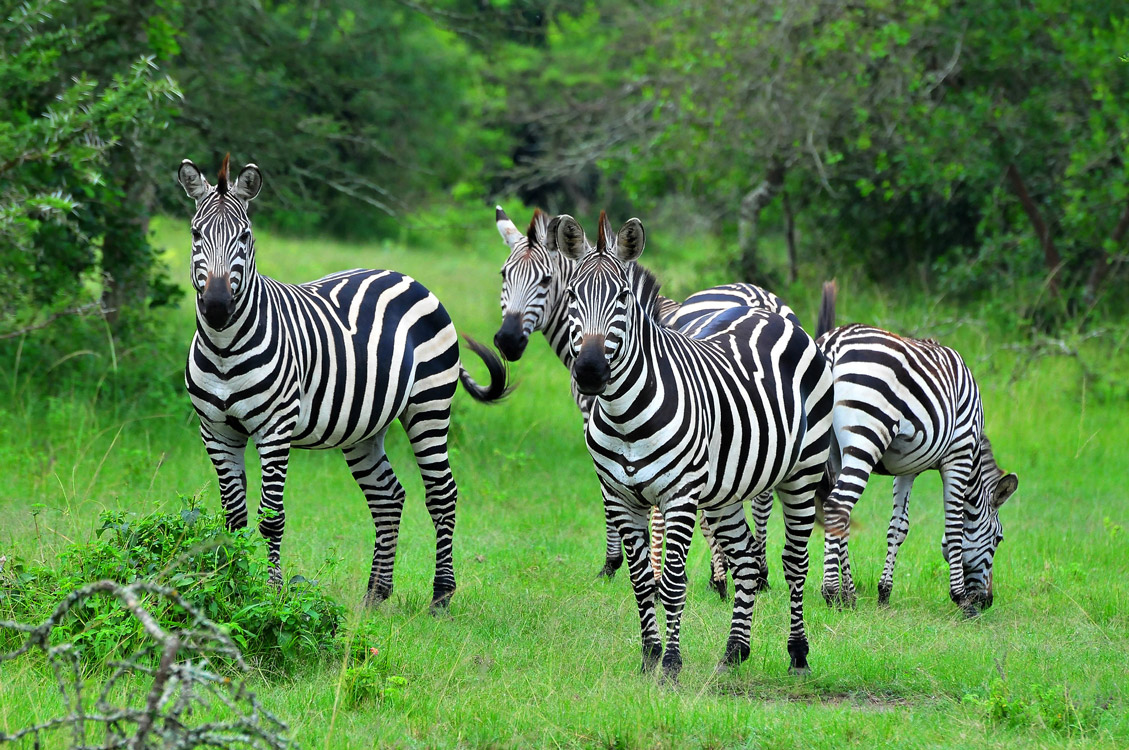 National Parks in Uganda