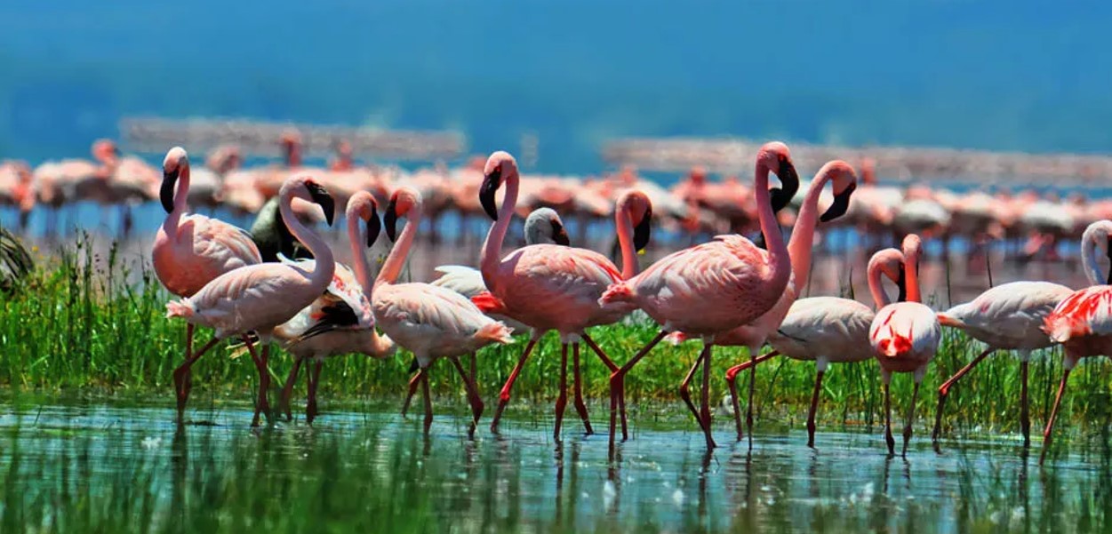 Lake Nakuru National park Kenya - Sarania Adventure Safaris National Parks in Kenya