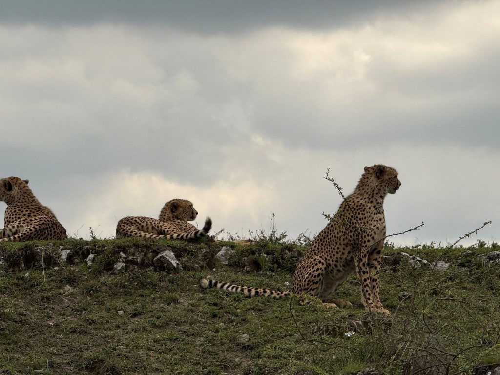 Rwanda Safaris