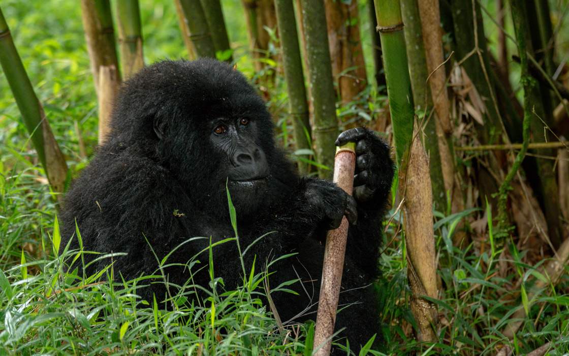 National parks in Uganda