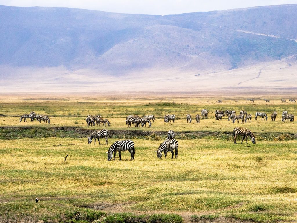 Game viewing tours