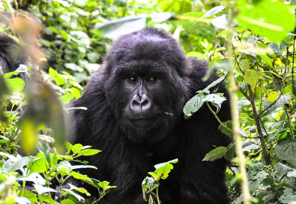 Bwindi Forest