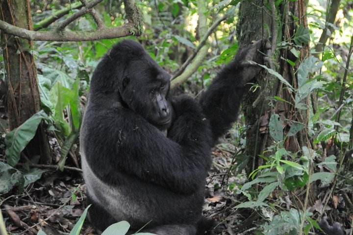3 Days Bwindi Gorilla Trek
