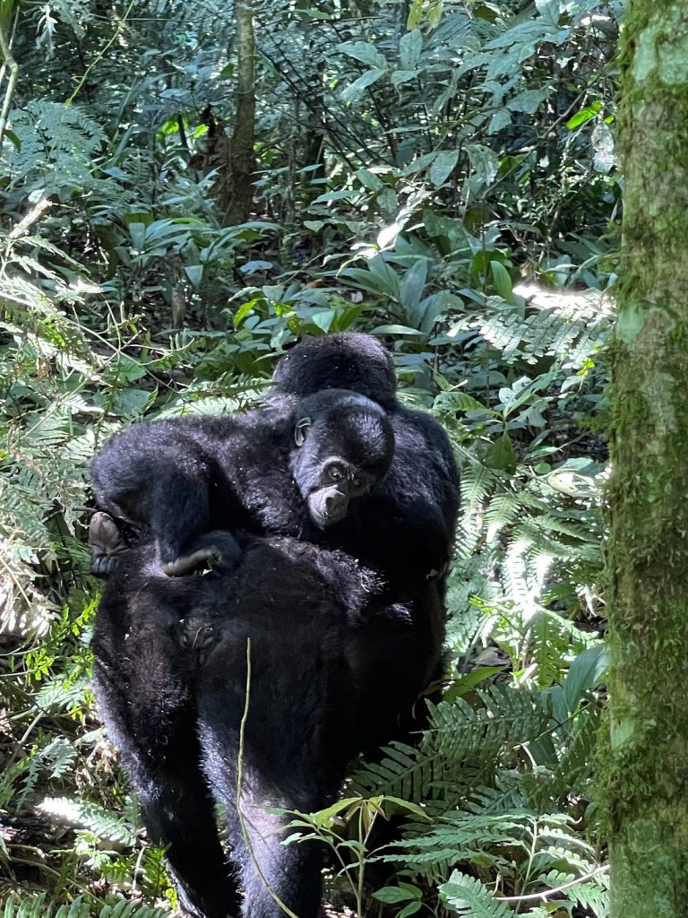 Gorilla trekking Guide