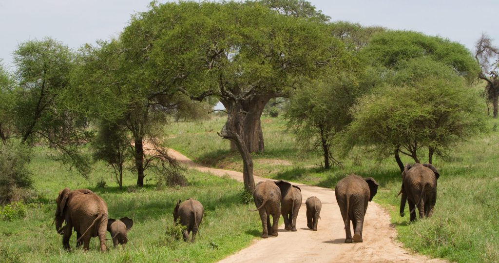 National Parks in Tanzania