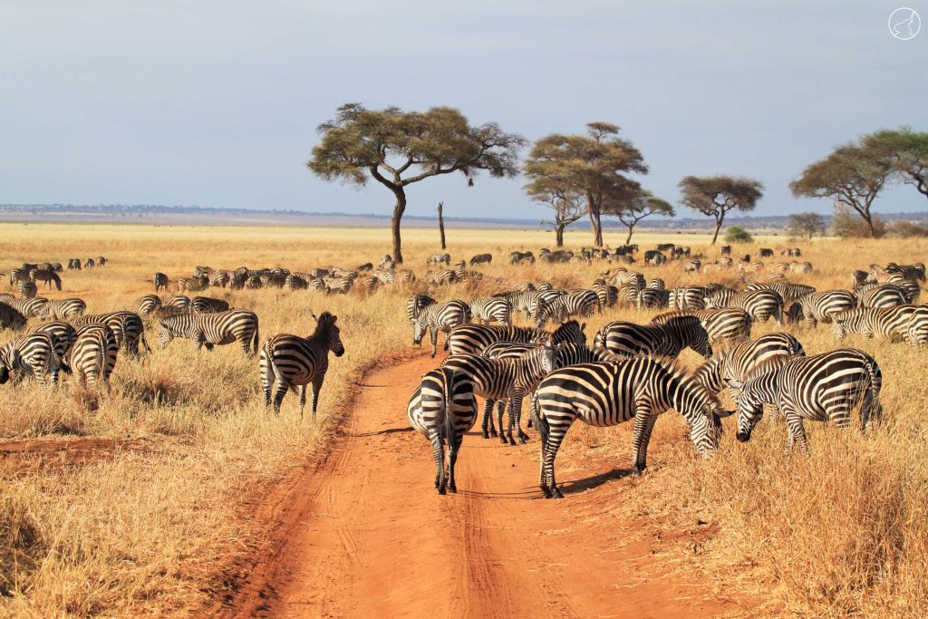 15 Days Tanzania wildlife safari