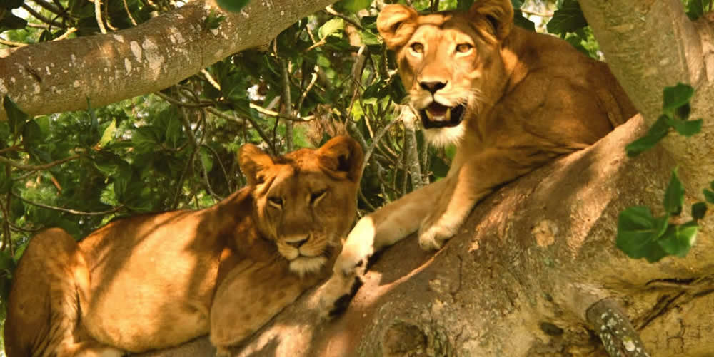 6 Days Uganda wildlife safari