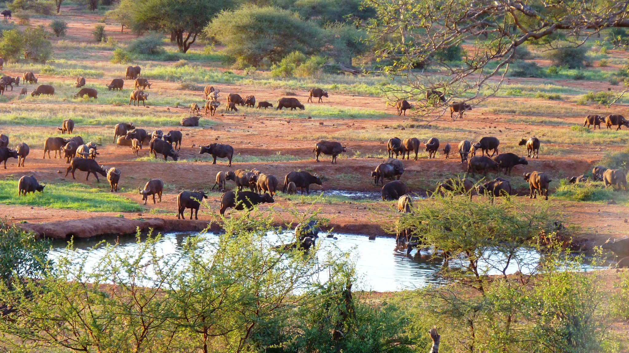 National Parks in Kenya