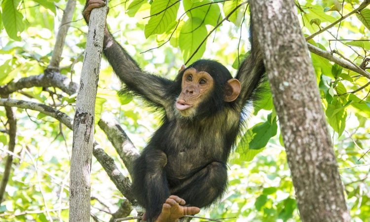 6 Days Uganda wildlife safari