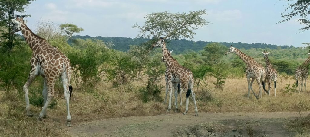Sarania Adventure Safaris