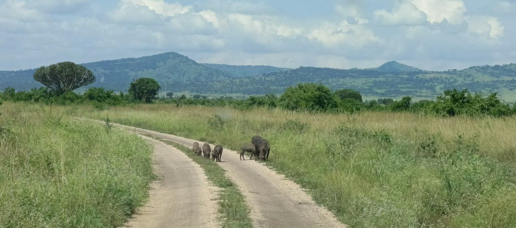 Sarania Adventure Safaris