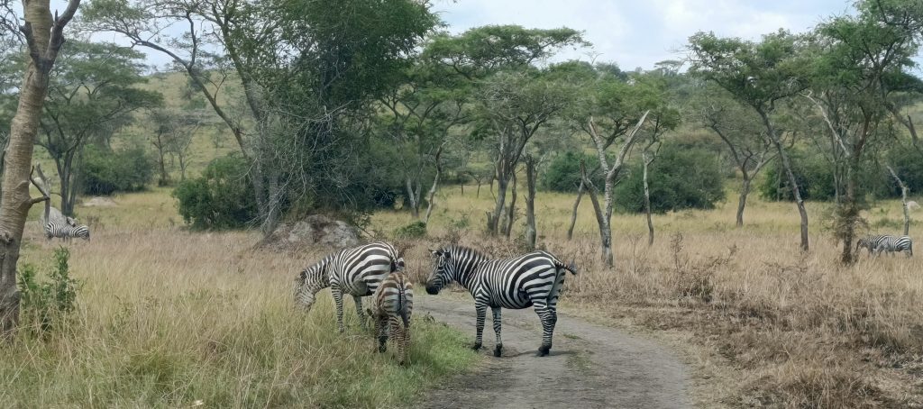 Combined safaris