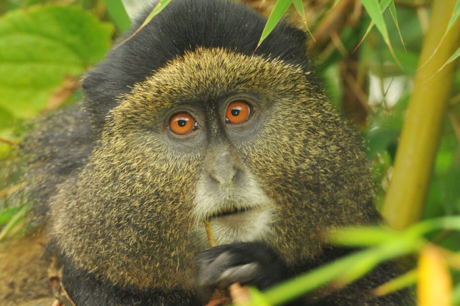 Golden Monkey trekking in Uganda and Rwanda - Sarania Adventure Safaris Best places to se golden monkeys