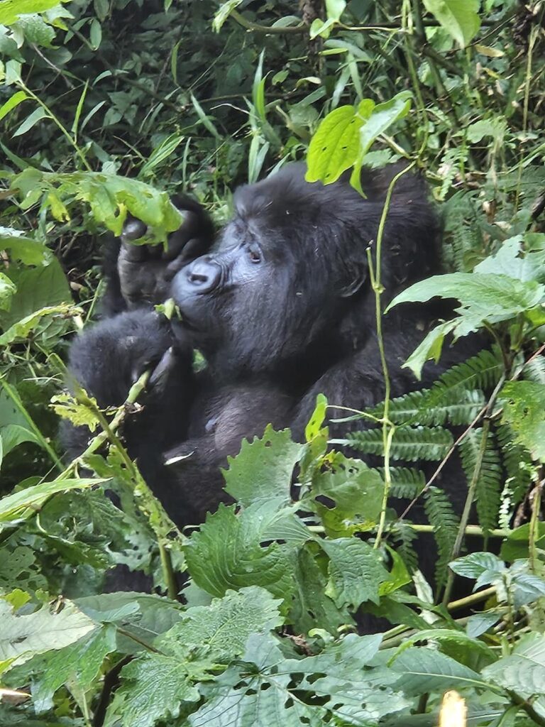 Exclusive Gorilla Tracking