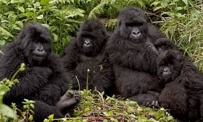 Exclusive Gorilla Tracking - Sarania Adventure Safaris Exclusive Gorilla Tracking
