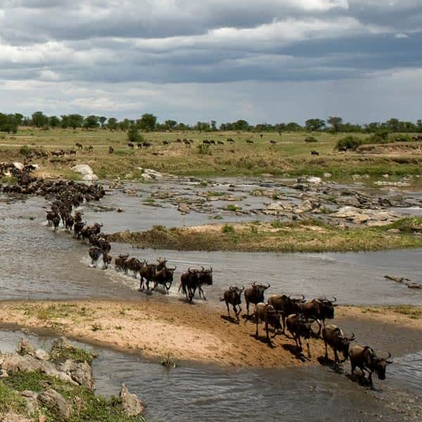 The Great Wildebeest Migration.