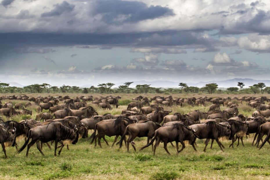 Wildebeest migration in Kenya - Sarania Adventure Safaris Kenya wildebeest migration in Kenya