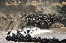 Wildebeest Migration in Tanzania - Sarania Adventure Safaris Tanzania wildebeest migration