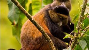Best places for golden monkey trekking