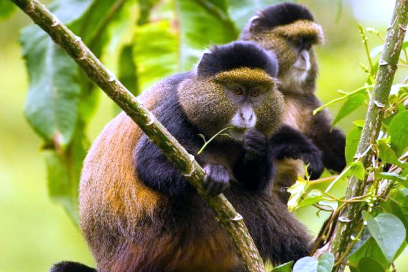 Best place for golden monkey trekking