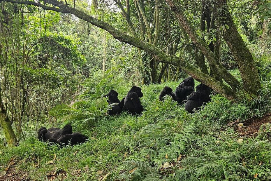 Sarania Adventure Safaris