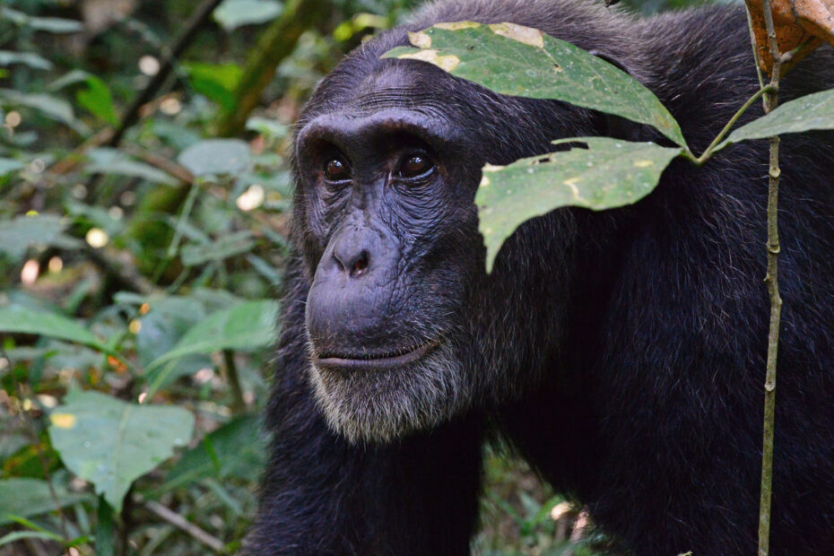 chimpanzee in Kibale National Park