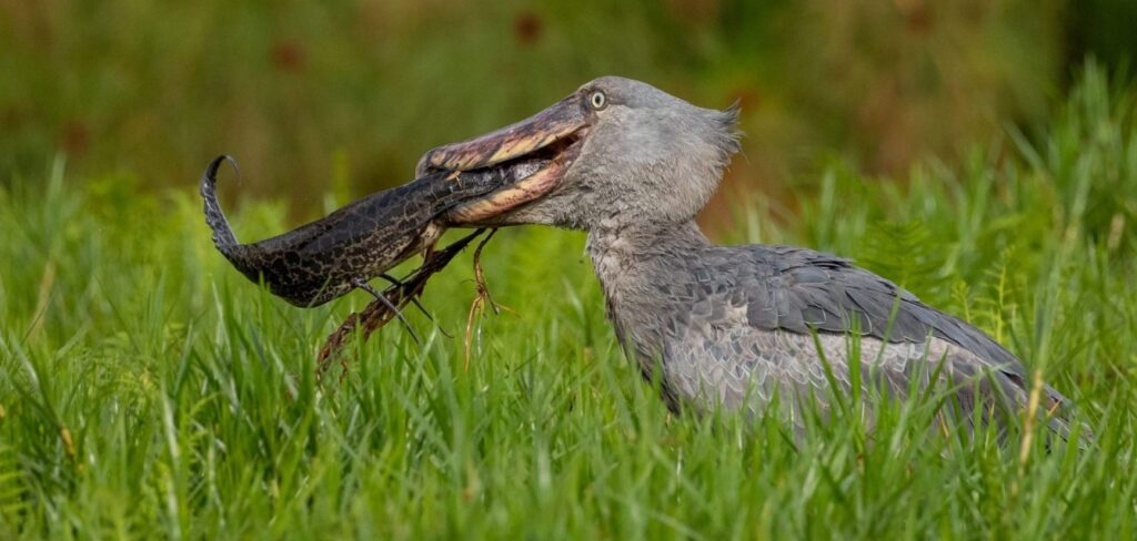 Shoebills in Mabamba Swamp