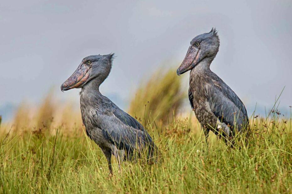 Shoebills in Mabamba Swamp