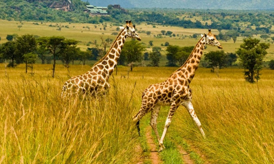 Kidepo Valley National Park
