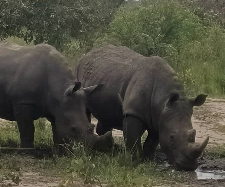 Rhino Tracking in Ziwa Rhino Sanctuary - Sarania Adventure Safaris Rhino Tracking in Ziwa Rhino Sanctuary