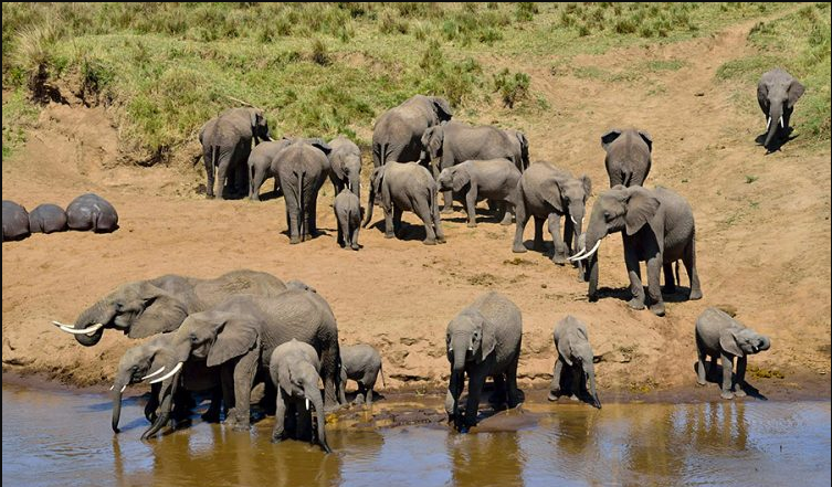 The Best of Tarangire and Serengeti National Park - Sarania Adventure Safaris The Best of Tarangire and Serengeti National Park
