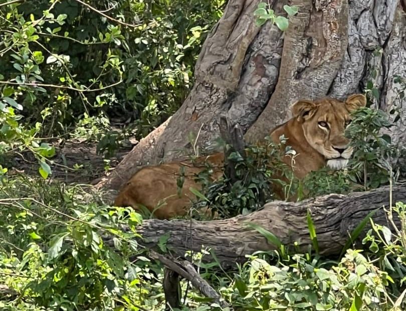 Tree-Climbing Lions in the Ishasha Setor - Sarania Adventure Safaris Tree-Climbing Lions in the Ishasha Setor