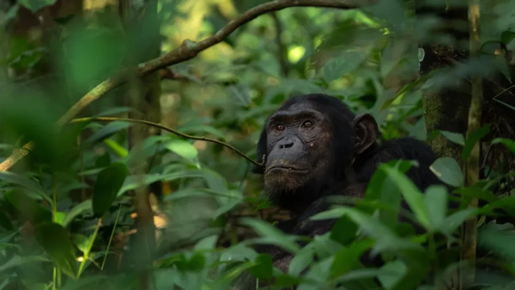 Chimpanzee Filming in Rwanda