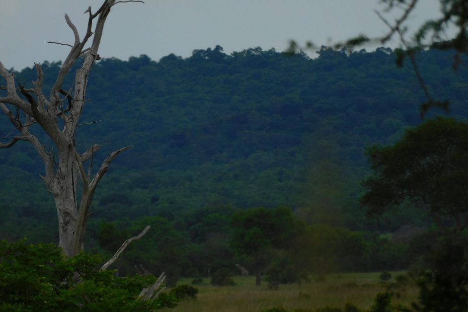 Best Months to Visit Uganda - Sarania Adventure Safaris Best Months to Visit Uganda