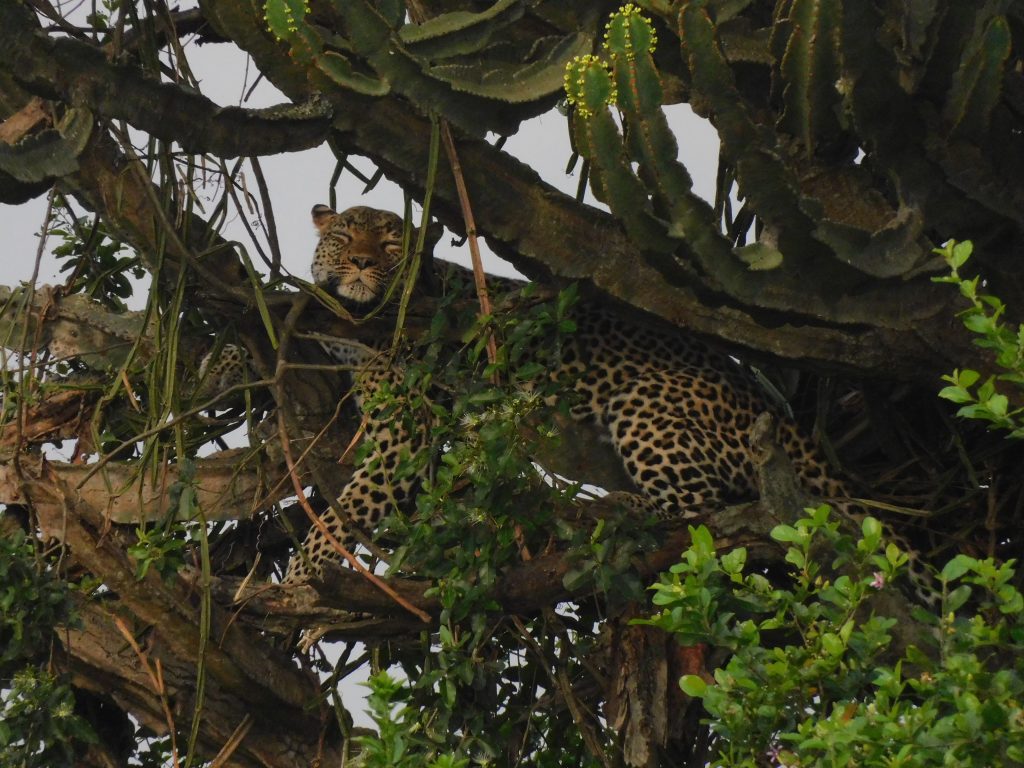 Best Months to Visit Uganda