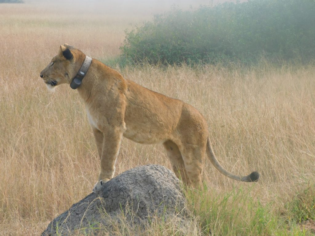 Exclusive Night Game Drive in Queen Elizabeth