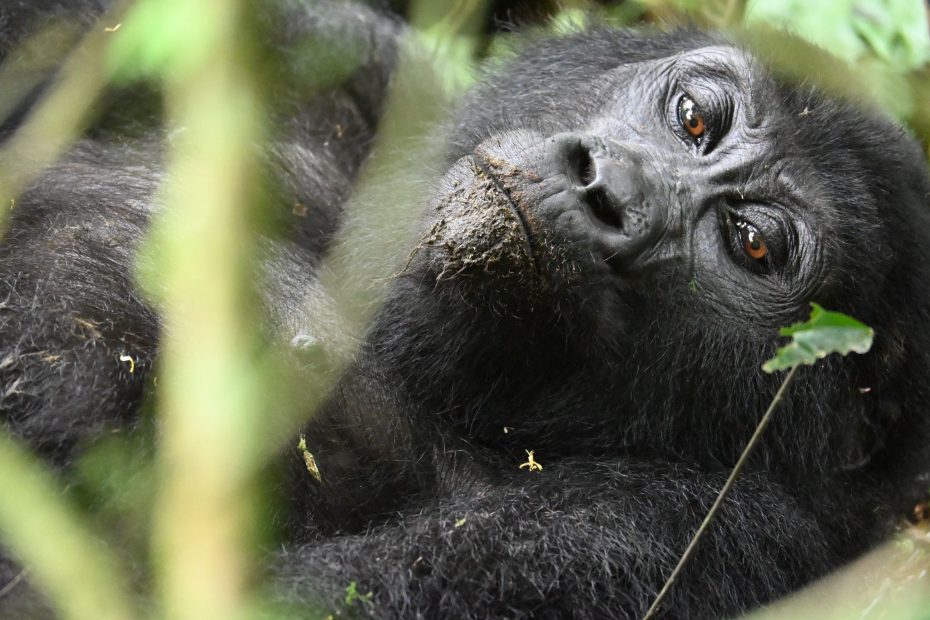 Living in the dense tropical forests of Africa - Sarania Adventure Safaris Living in the dense tropical forests of Africa