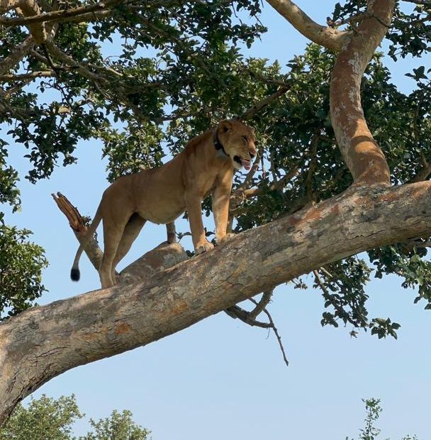 Exclusive Night Game Drive in Queen Elizabeth - Sarania Adventure Safaris Exclusive Night Game Drive in Queen Elizabeth